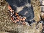 Meat chickens - KuneKune sow and boar