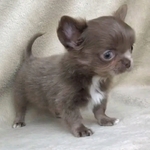 Chihuahua puppies