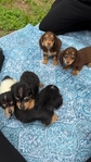 Beautiful Mini Dachshund Puppies