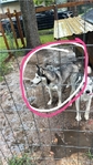Two year-old Siberian husky