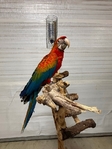 Baby female Flame Macaw