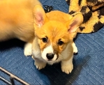 Pembroke corgi pip