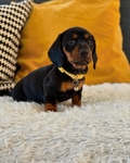 DACHSHUND PUPPIES - READY NOW