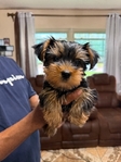 1 Male Yorkie