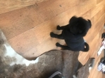 Pug puppies