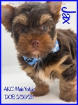 Radiant AKC Male Yorkies