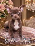 AKC Applehead Male Chocolate Chihuahua