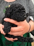 Male toy poodle