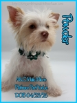 Stunning Tiny AKC Exotic Colored Yorkies