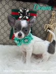 Male Registered Chihuahuas