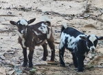 Nigerian Baby Goats for sale