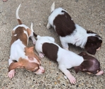 CHIWEENIE  CUTE  PUPPIES 7 WEEKS OLD