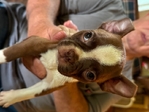 Boston Terrier
