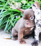 LLFrenchie CoCo