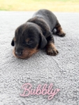 CKC Dachshund Puppies