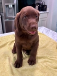 AKC Registered Chocolate Lab Puppies!
