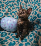 Free kittens, July 19th 2025 birthday, 1 male and 2 females!
