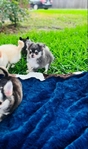 Chihuahua puppies Teacups & Tiny Toys