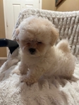 Beautiful Toy Shihtzu/Longhaired Frenchbulldog Puppies