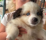 MINIATURE AUSTRALIAN SHEPHERD PUPPY. LAST ONE!