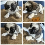 >🐶 Adorable Shih Tzu Puppies – Ready 10/7/25 (Nederland, TX)