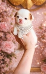 Chihuahua puppies Apple head Gorgeous!