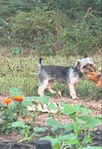 REDUCED ADORABLE YORKIE