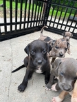 Doberman mix pitbull XL puppy