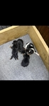 AKC Yorkie Puppies