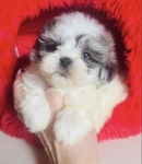 Shihpoo puppies Shihtzu & Poodle mix - 50/50 split. 1st Gen.