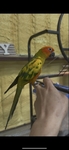 Baby Sun Conures