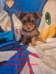 Yorkies/CKC