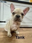 French Bulldog Puppies