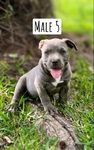 ABKC American Bully Puppies