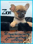 AKC XTiny Male Chihuahuas