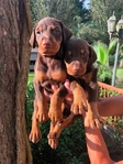 Doberman Puppies for sale