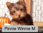CHRISTMAS  PUPPIES  Shih Tzu;s, Yorkies, @ Maltese