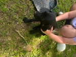 Lab mix puppies FREE