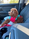 Female mini Golden Doodle Rehoming