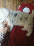 Australian shepherd female puppy