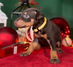 Doberman pups