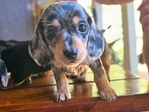 dachshund