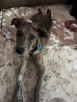 Female Catahoula Mix
