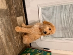 Golden Doodle Puppy