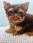 Extra Fluffy AKC Male Yorkies