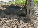 Kune kune pigs
