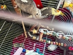Birds