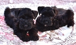 AKC Toy/Miniature Schnauzer Puppies.