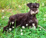 AKC Toy/Miniature Female Schnauzer Puppies
