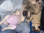 Pug Puppies
